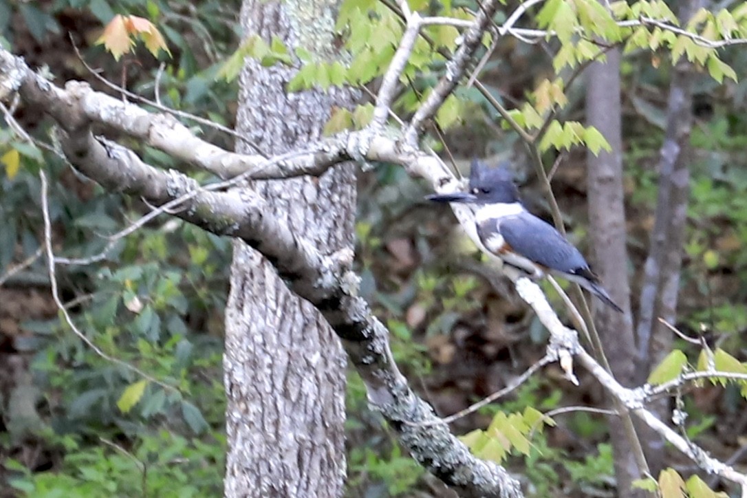 Belted Kingfisher - ML559112371