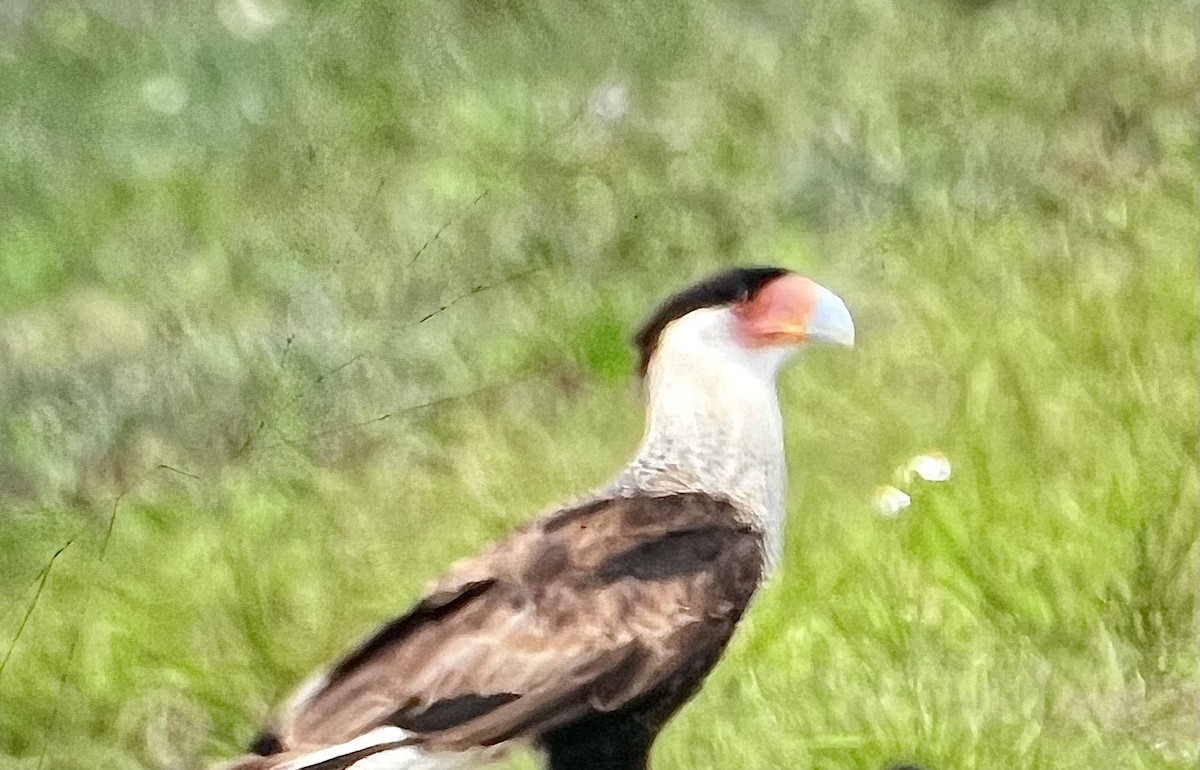 Crested Caracara - ML559112581