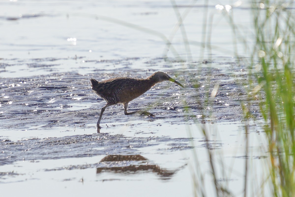 Clapper Rail - ML559112711