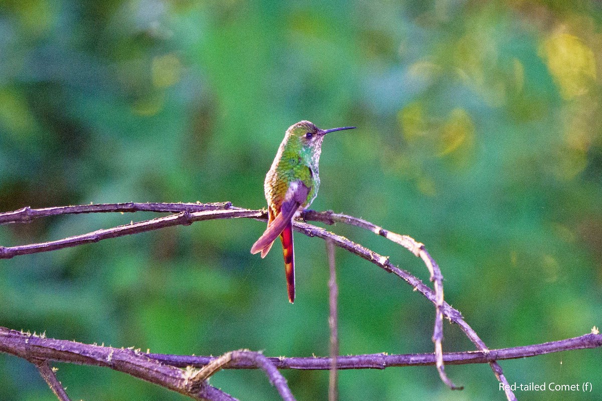 Red-tailed Comet - ML559112921