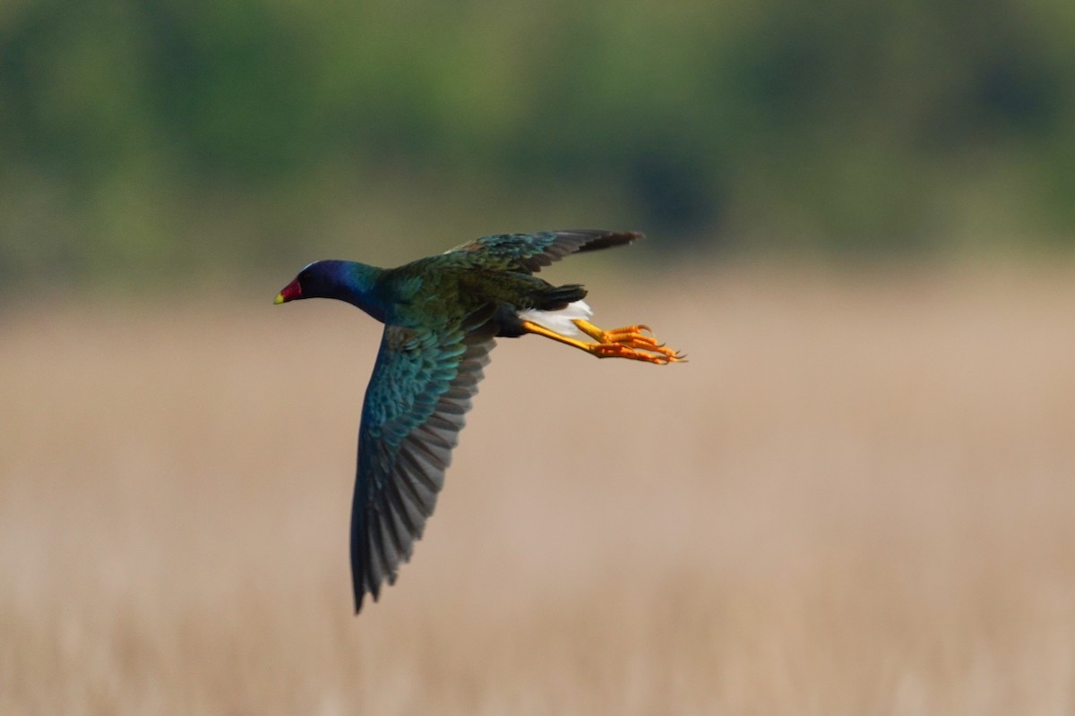 Purple Gallinule - ML559112961