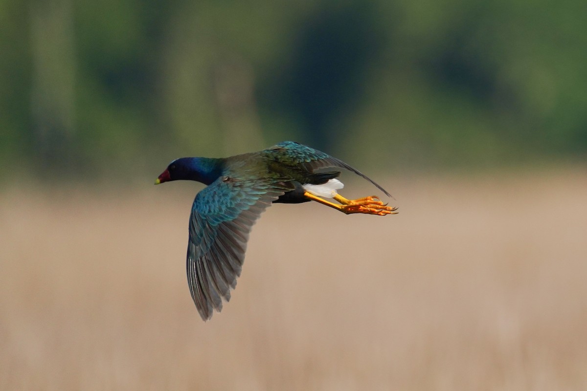 Purple Gallinule - ML559113051