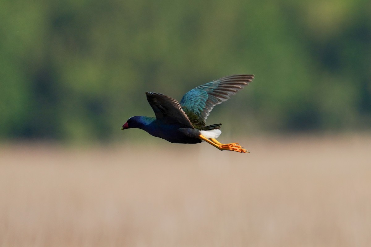 Purple Gallinule - ML559113141