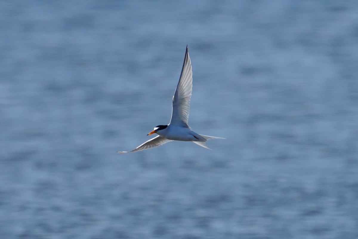 Least Tern - ML559113351
