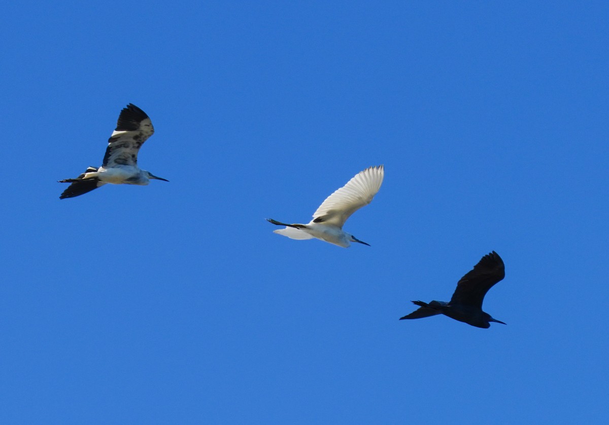 Little Blue Heron - ML559113421