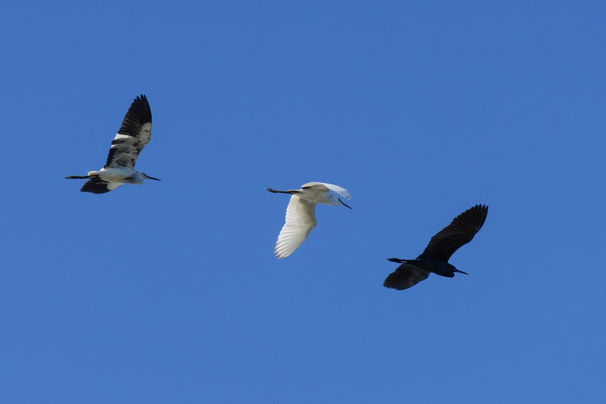Little Blue Heron - ML559113501