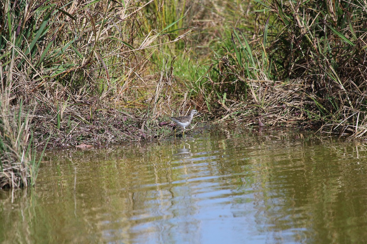 Wood Sandpiper - ML55911361