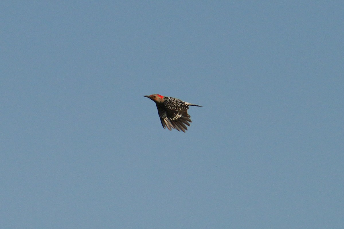 Red-bellied Woodpecker - ML559113631