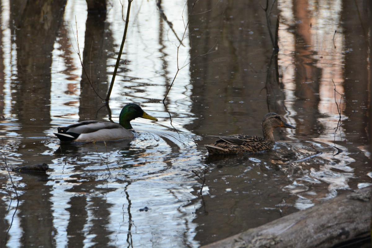 Canard colvert - ML559113641