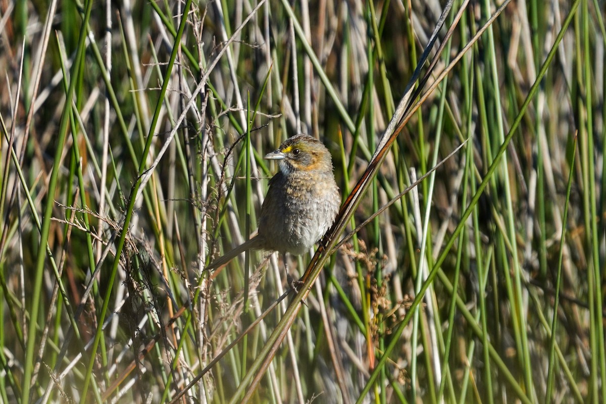 Seaside Sparrow - ML559113891