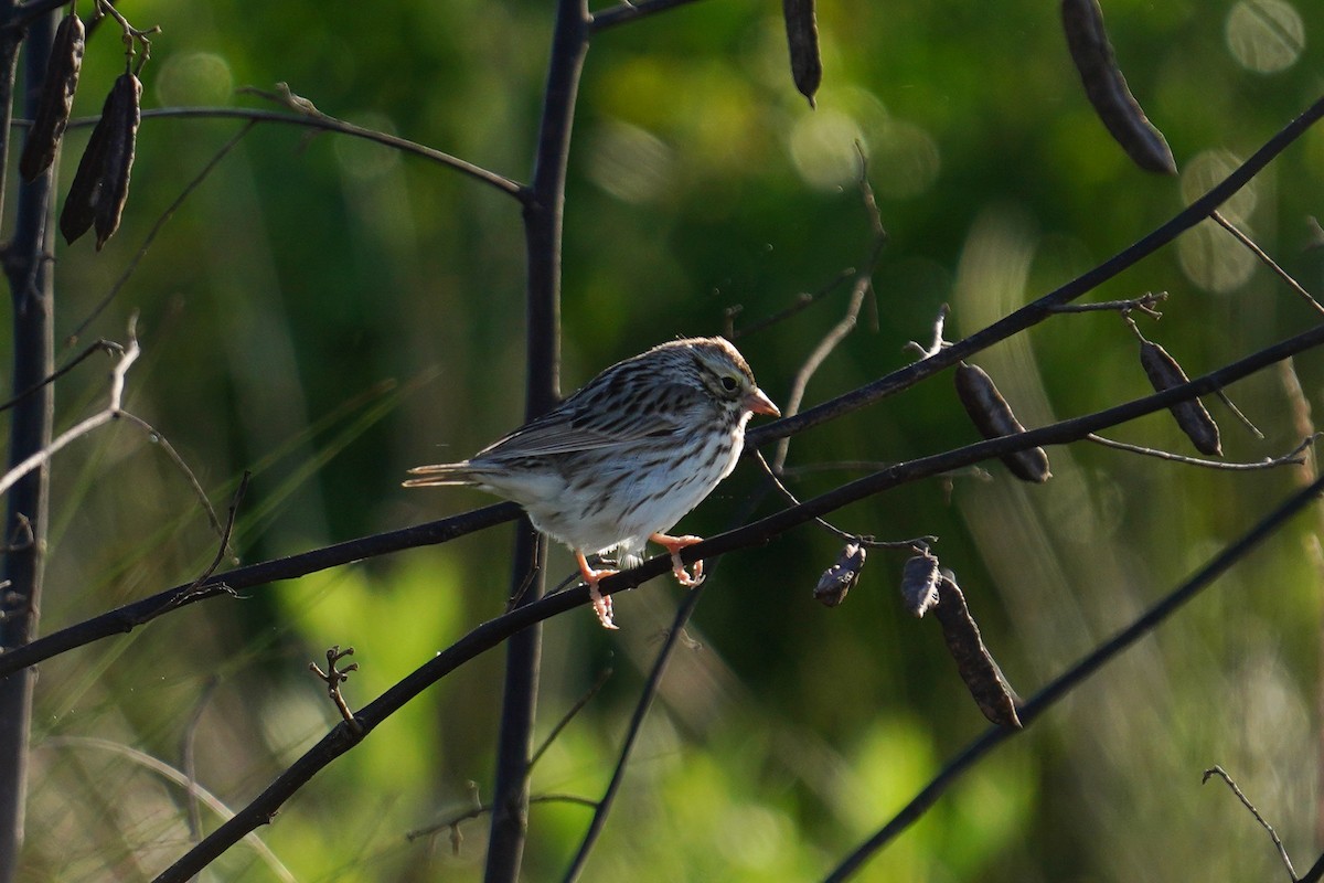 Savannah Sparrow - ML559113961