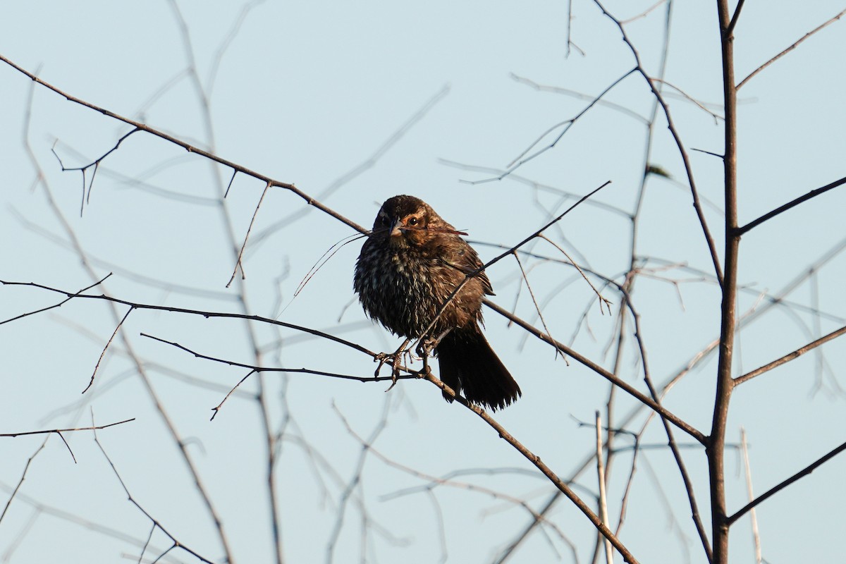 Red-winged Blackbird - ML559114041