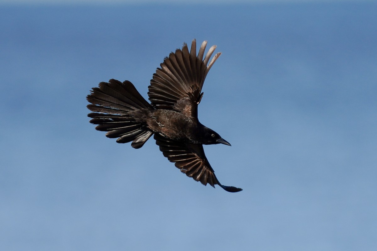 Boat-tailed Grackle - ML559114331