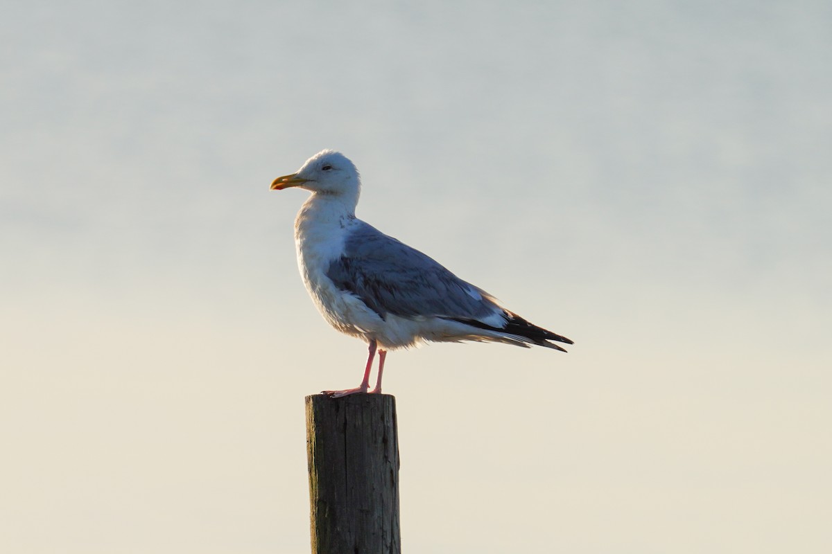 American Herring Gull - ML559117011