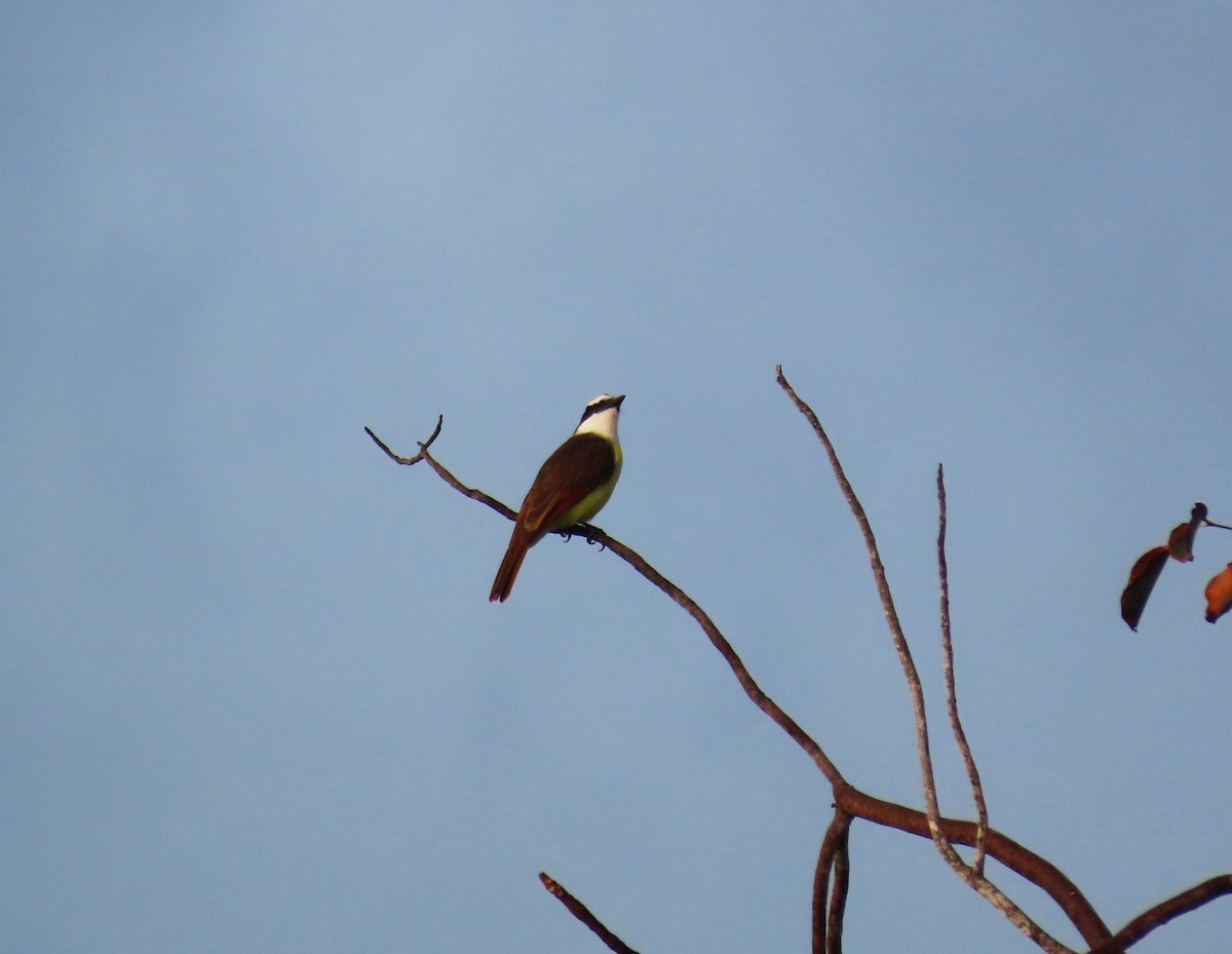 Great Kiskadee - ML559117021