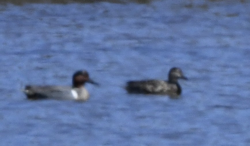 Green-winged Teal - ML559119171