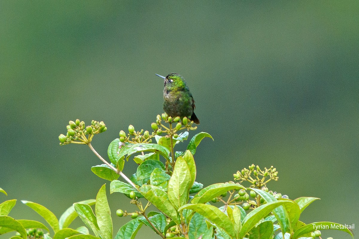 kolibřík dřišťálový - ML559119231