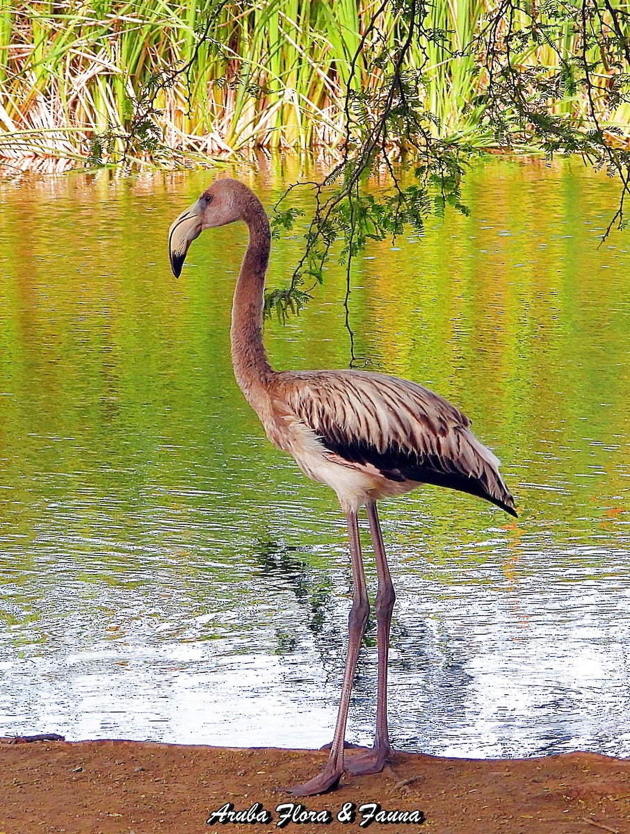 American Flamingo - Ross Wauben