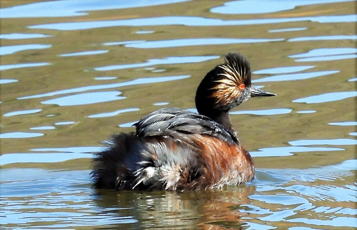 Eared Grebe - ML559120941