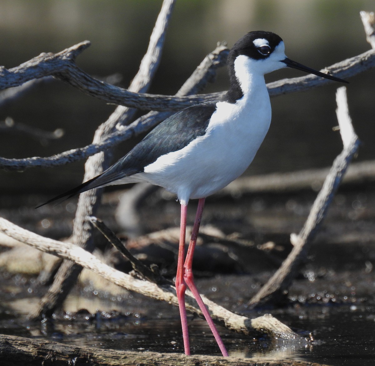 Black-necked Stilt - ML55912101