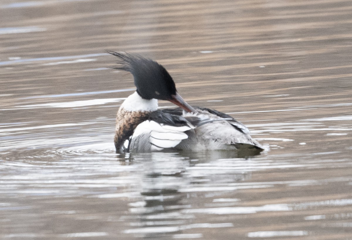 Red-breasted Merganser - ML559121741