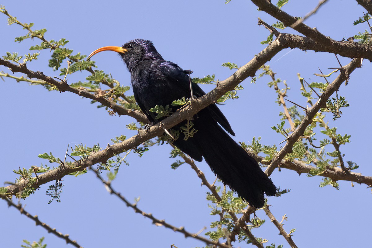 Abyssinian Scimitarbill - Steve Kelling