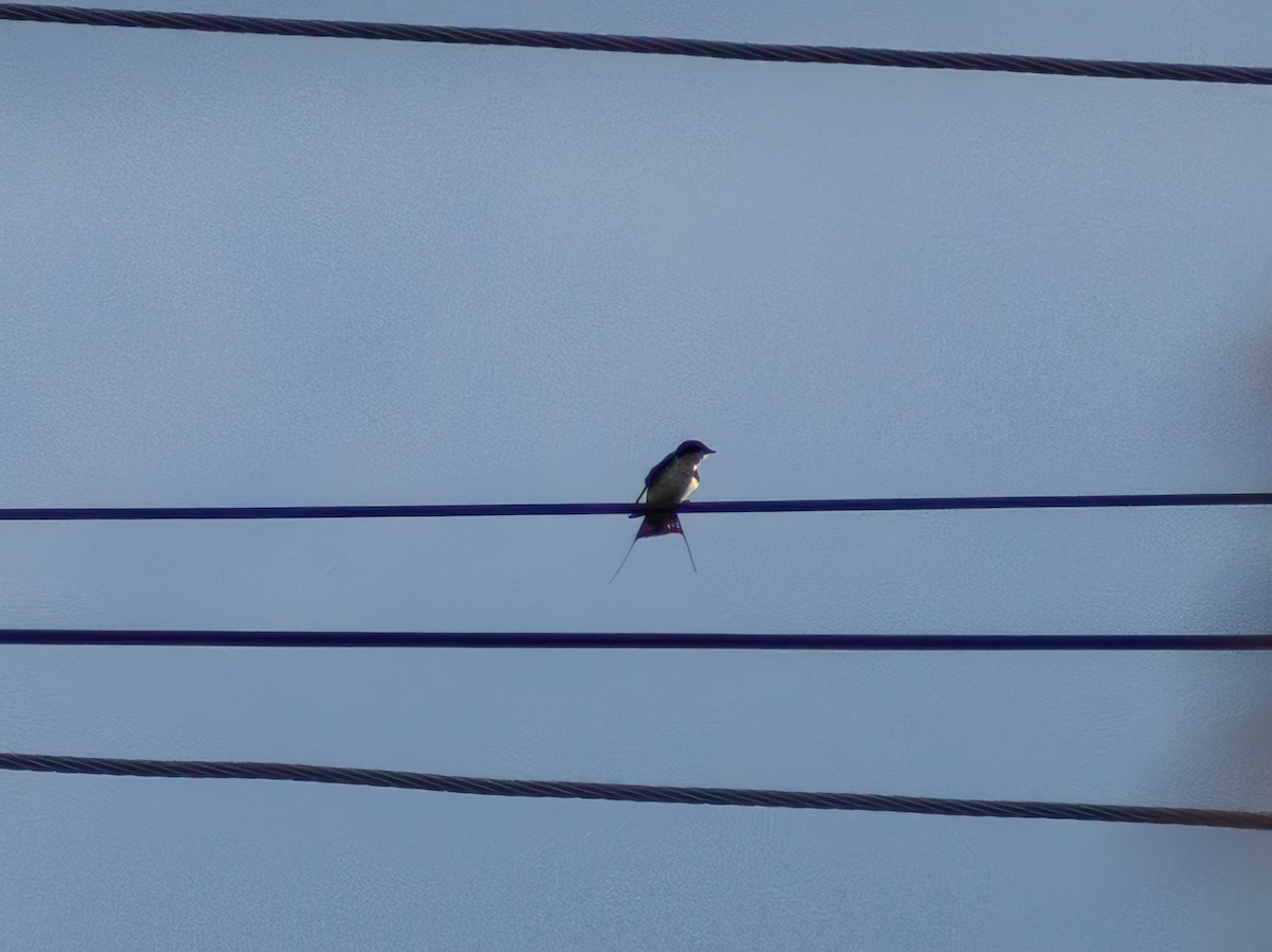 Wire-tailed Swallow - ML559124731