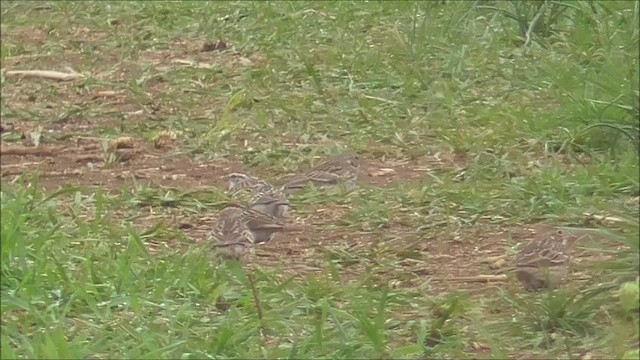 Vesper Sparrow - ML559125221