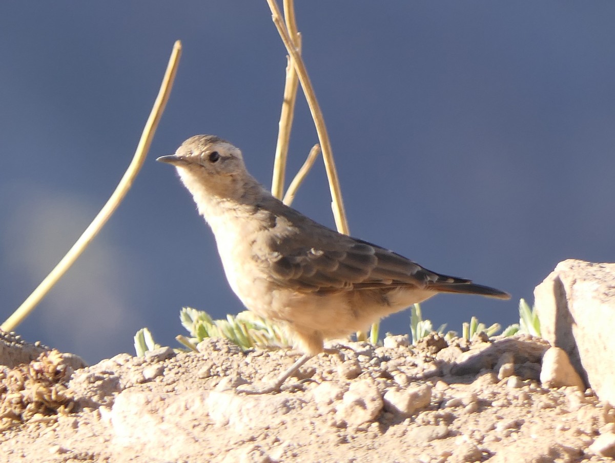 Rufous-banded Miner - Wendy Ealding