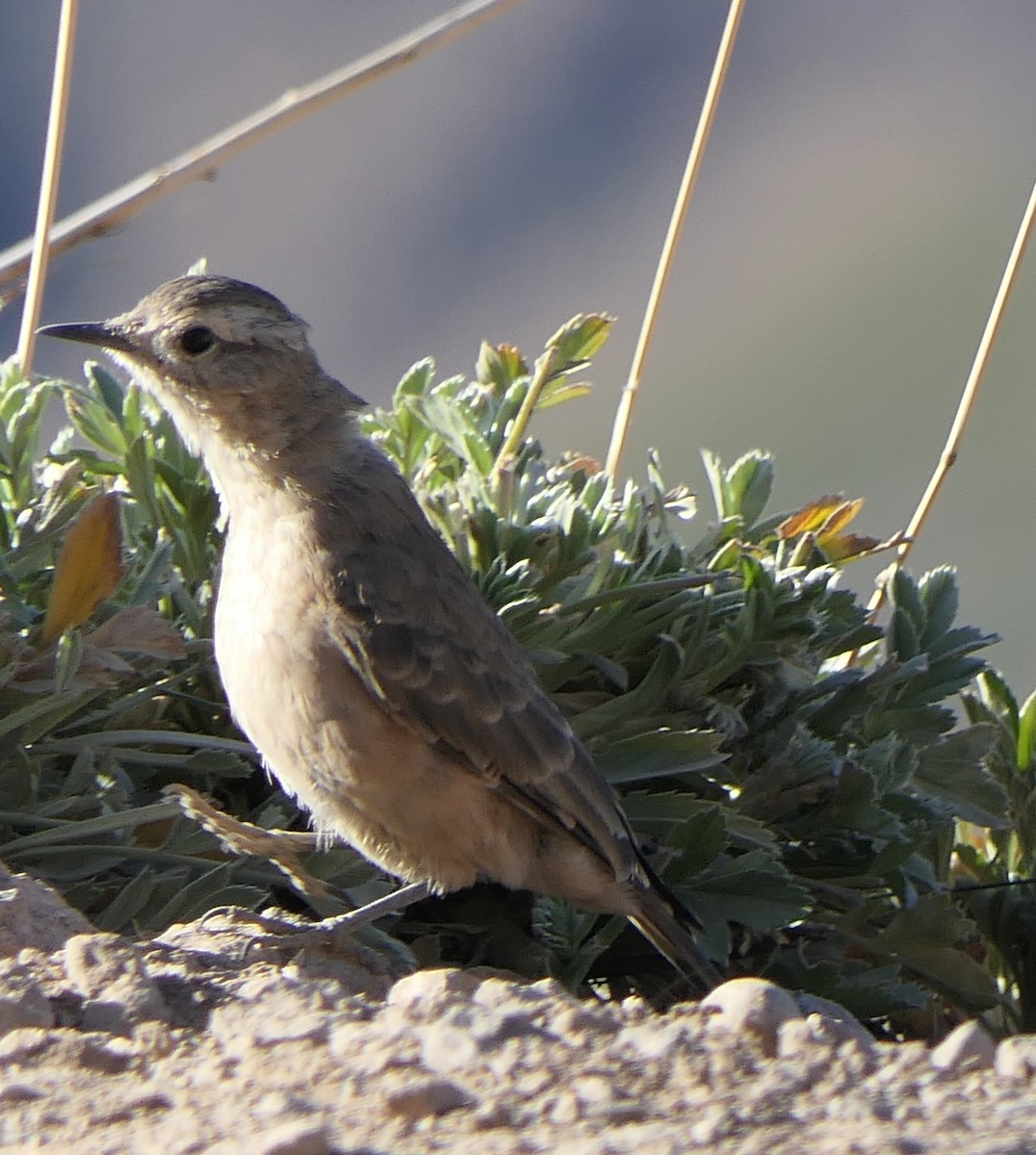 Rufous-banded Miner - ML559125241