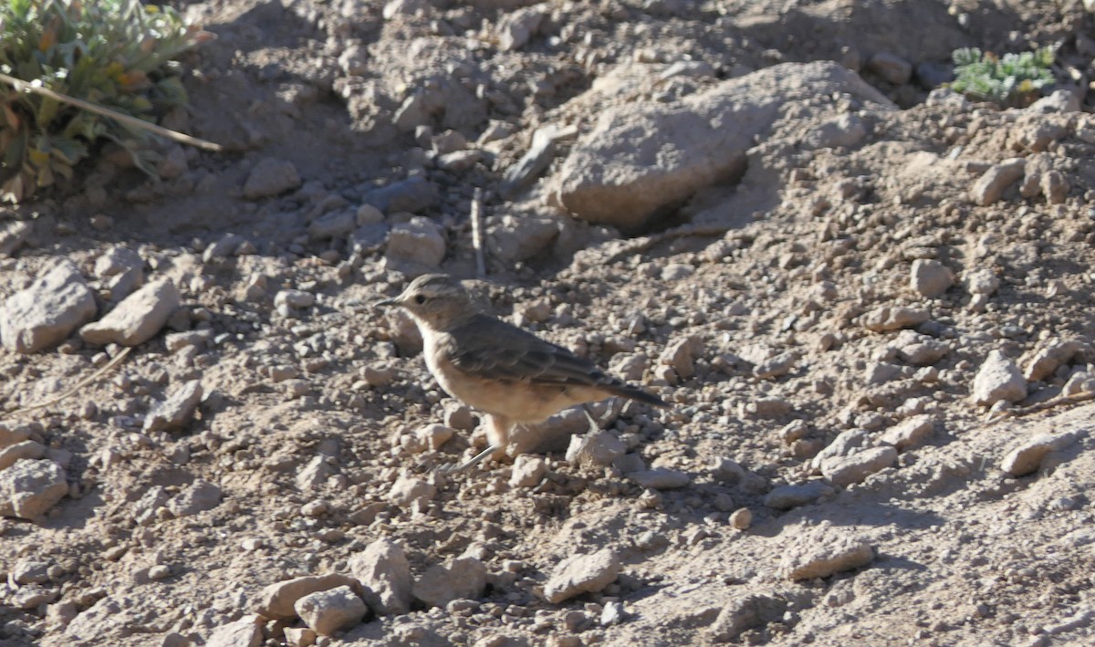 アカバネジカマドドリ - ML559125251