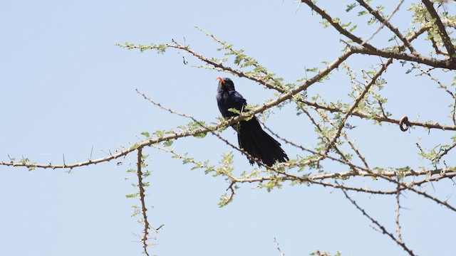 Abyssinian Scimitarbill - ML559126711