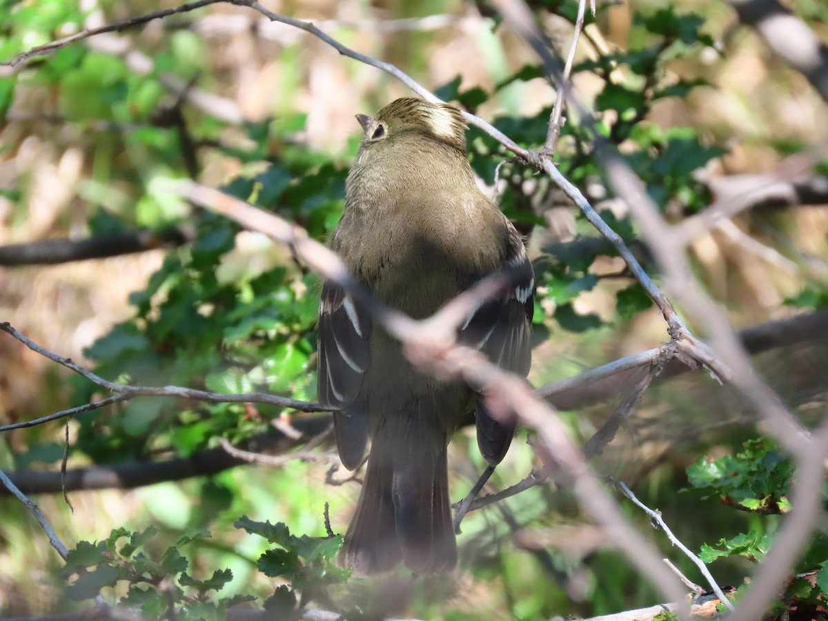 White-crested Elaenia - Pierre Pitte