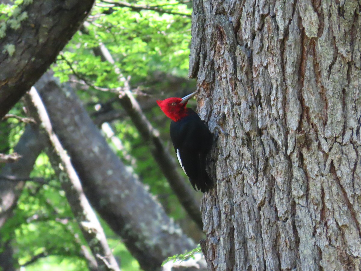 Magellanic Woodpecker - Pierre Pitte