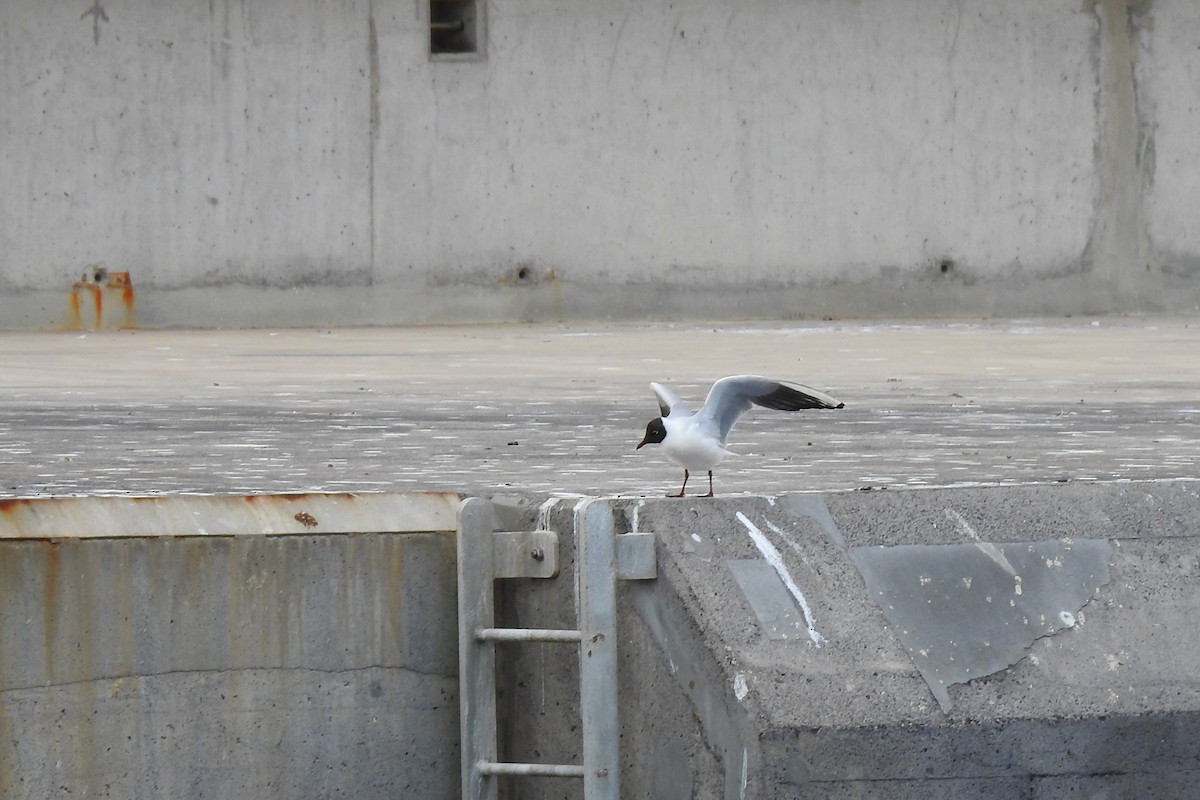 Black-headed Gull - ML559128651