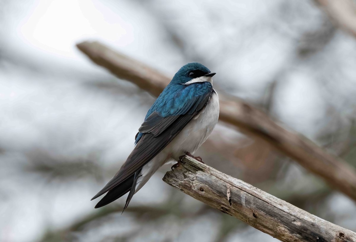 Tree Swallow - ML559128701