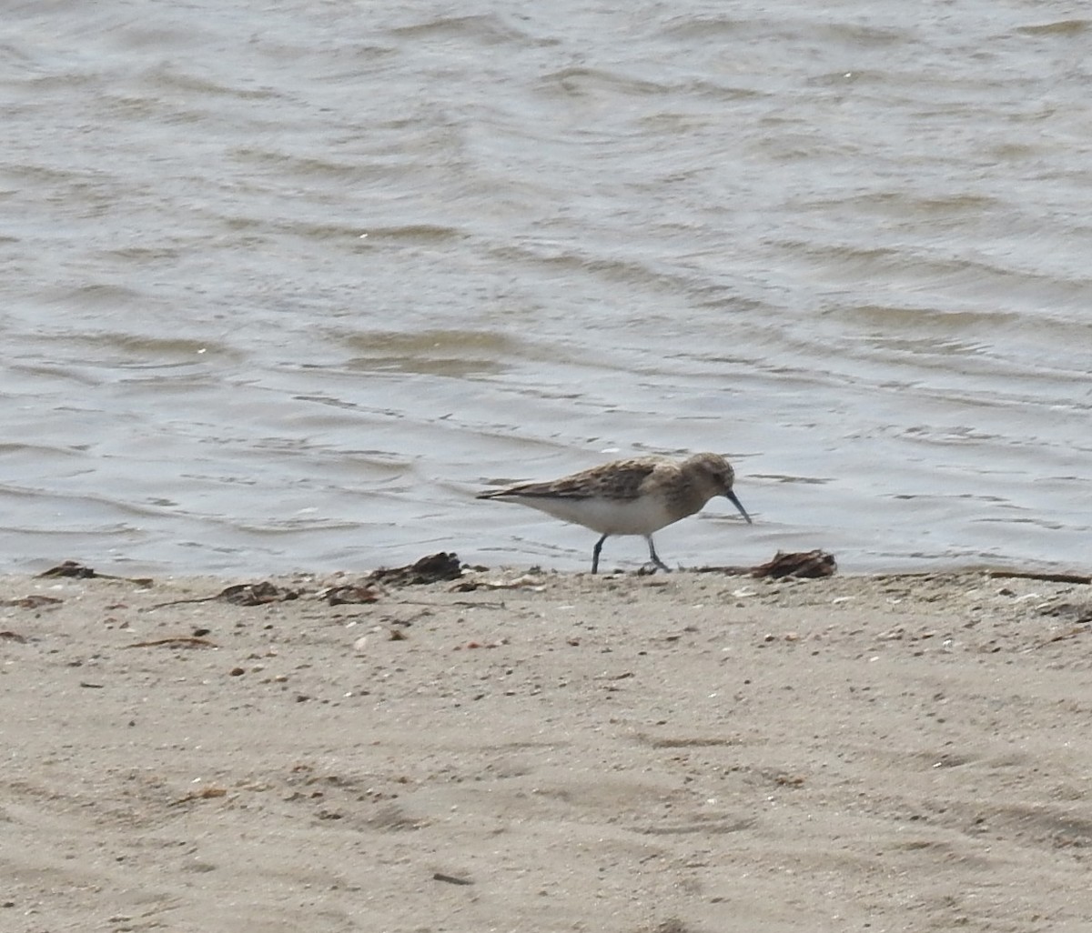 Baird's Sandpiper - Sue Lietz