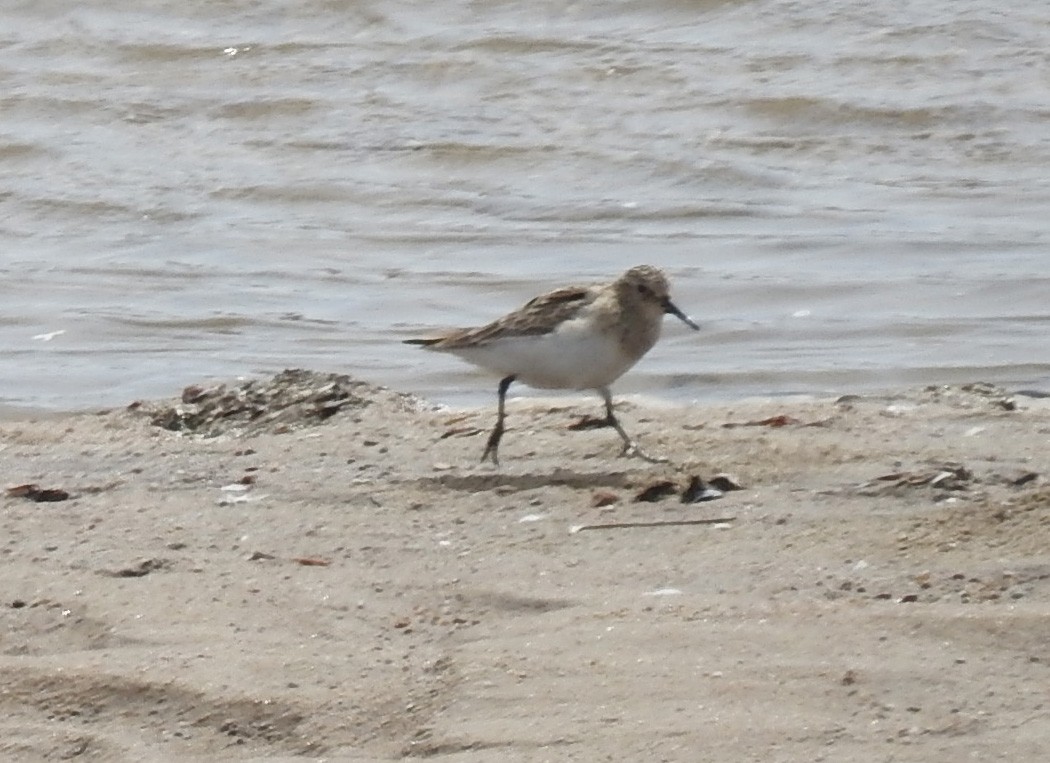 Baird's Sandpiper - ML559129881