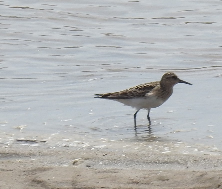 Baird's Sandpiper - ML559129891