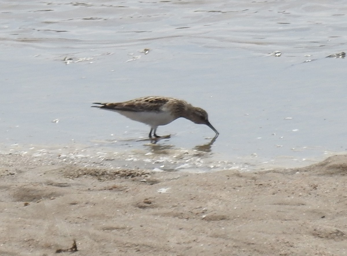 Baird's Sandpiper - ML559129901