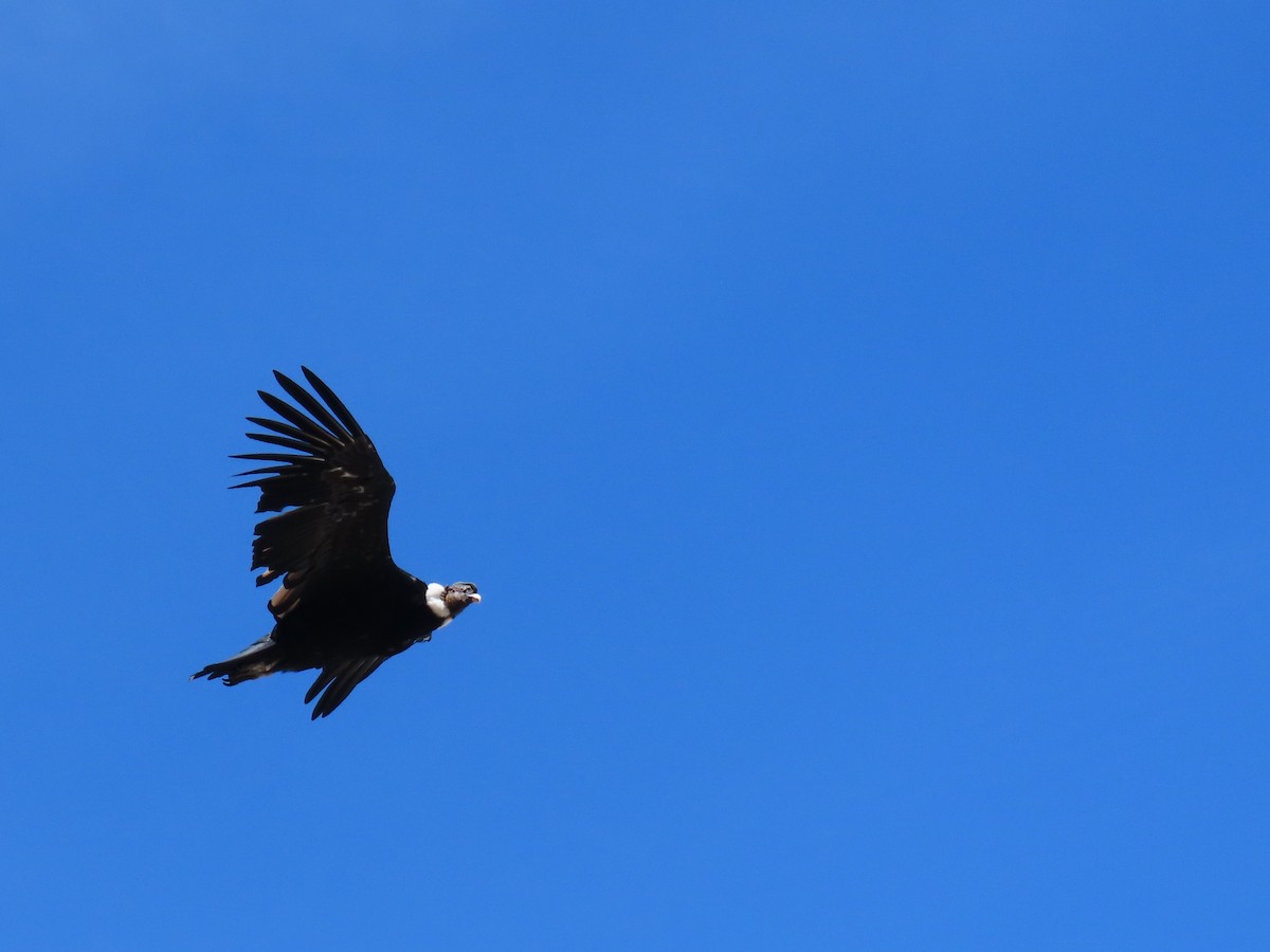 Andean Condor - Pierre Pitte