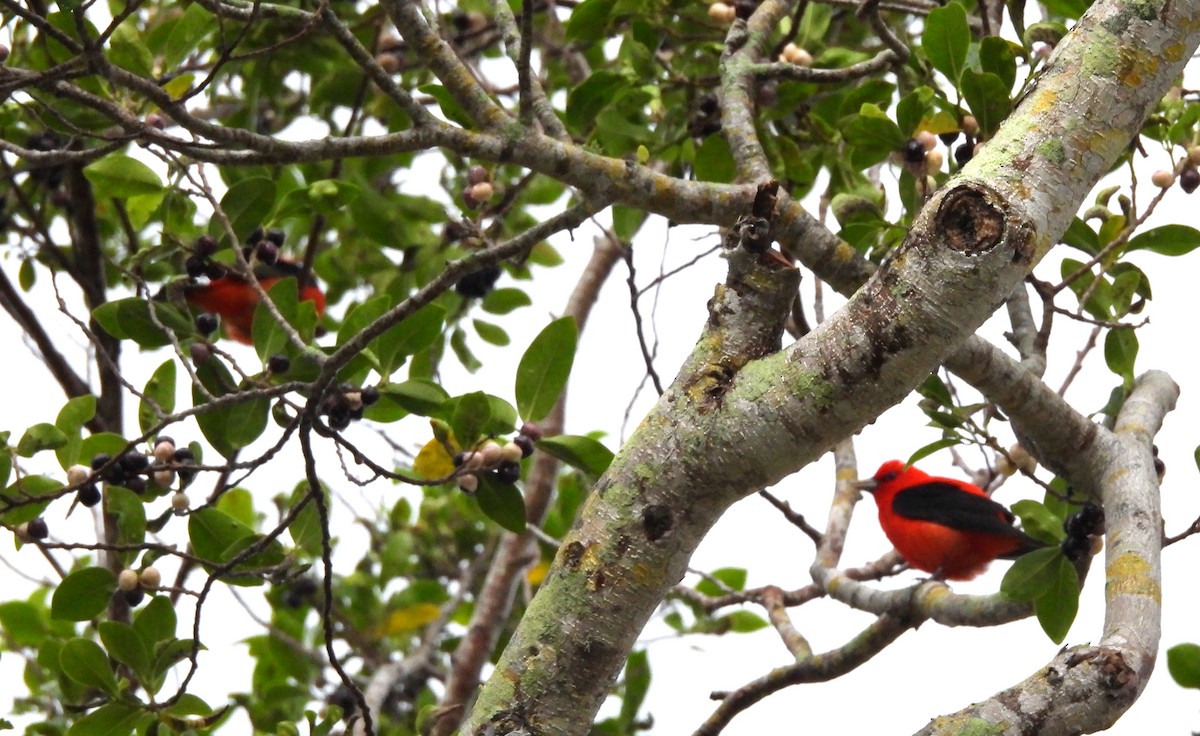 Scarlet Tanager - ML559130201