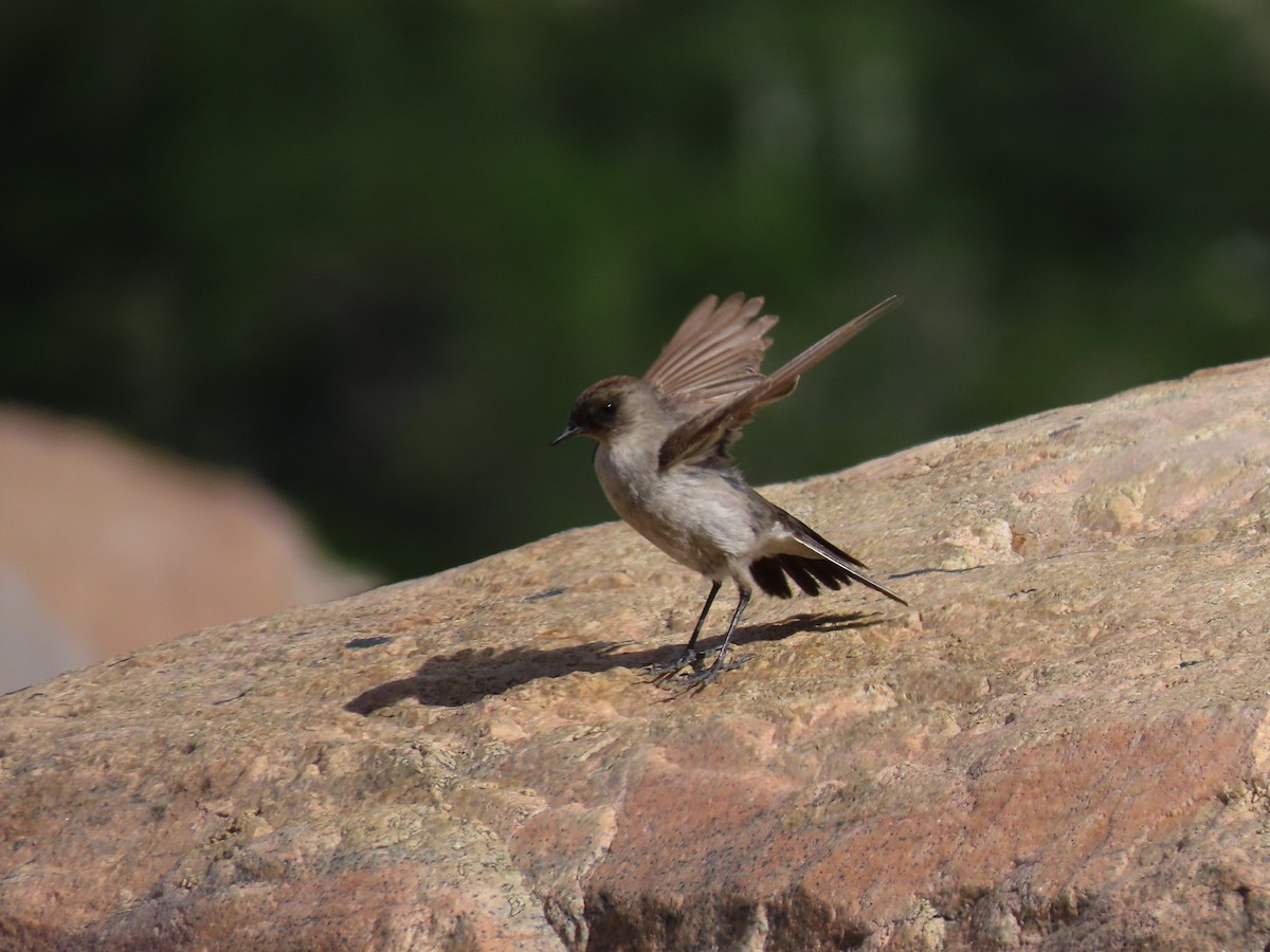 Dark-faced Ground-Tyrant - Pierre Pitte