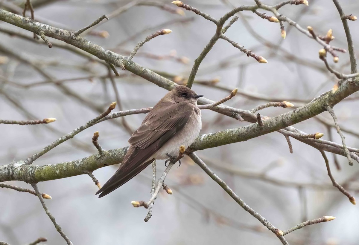 Northern Rough-winged Swallow - ML559130751