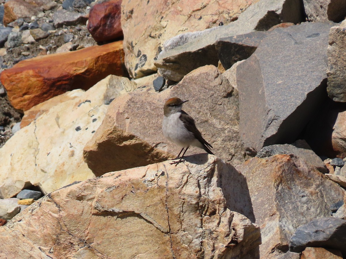 Dark-faced Ground-Tyrant - Pierre Pitte