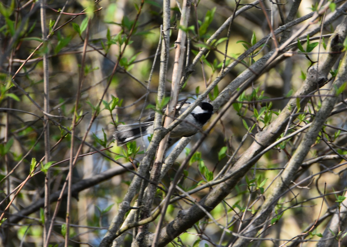 Black-capped Chickadee - ML559131241