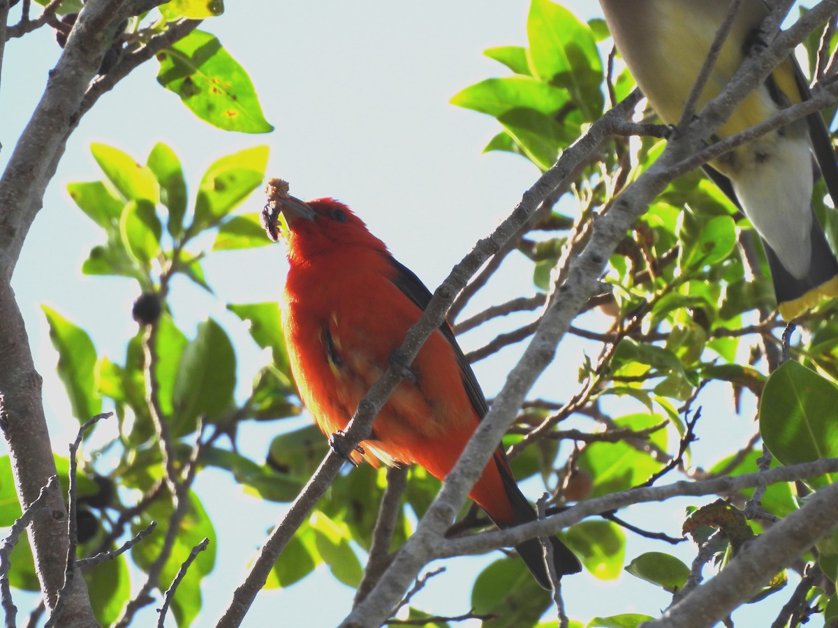 Scarlet Tanager - ML559131271