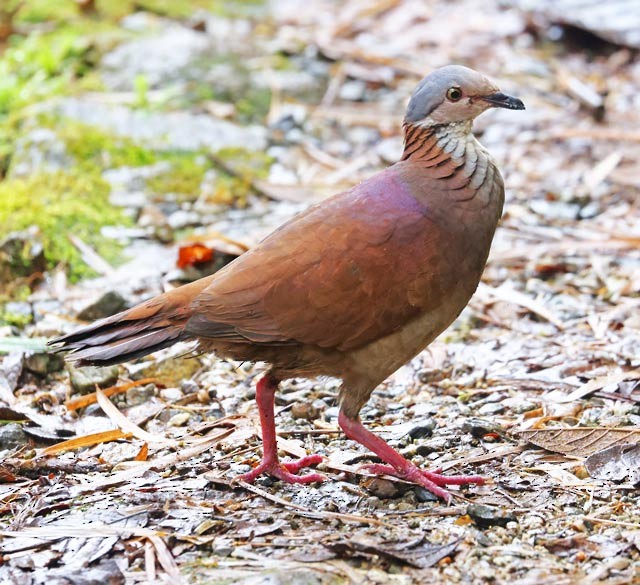 White-throated Quail-Dove - ML559132341