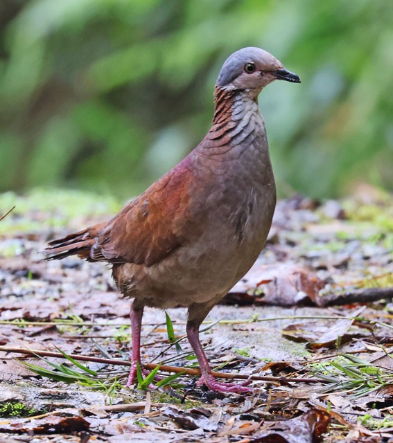 White-throated Quail-Dove - ML559132351