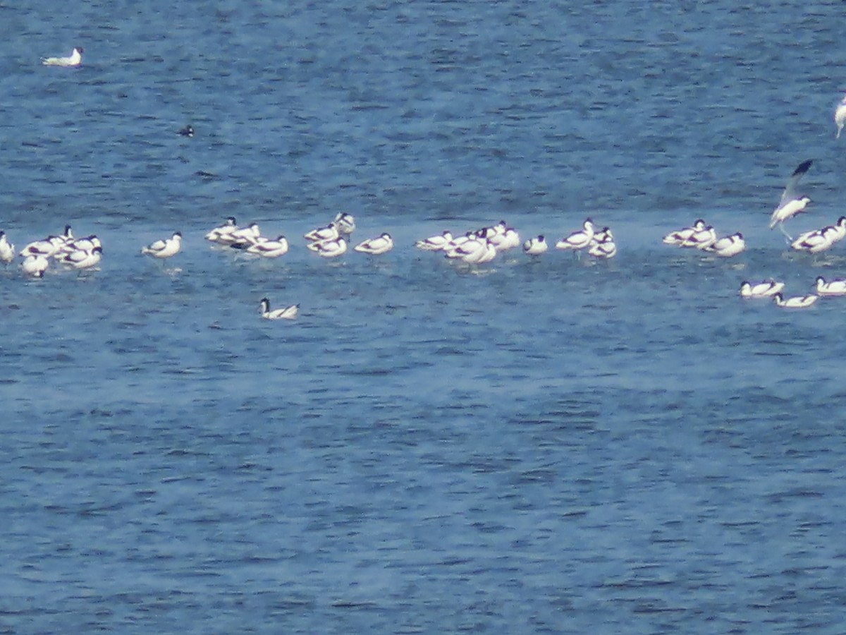 Pied Avocet - ML559133791